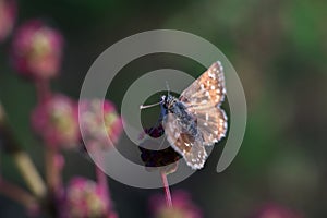 Butterfly - Pyrgus, family Hesperidae photo