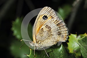 Butterfly Pyronia cecilia on the leaves. photo