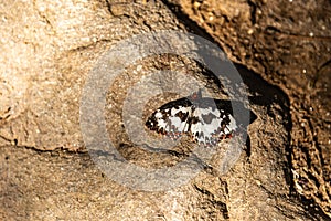 Butterfly in the rain forest abstract light