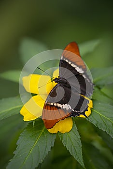 Butterfly in a rainforest