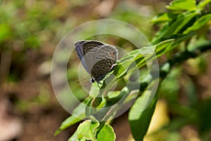 a butterfly that reaches the top of the leaf with a beautiful gray dominant color