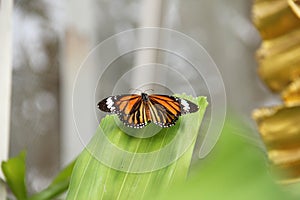 Butterfly is ready to fly.