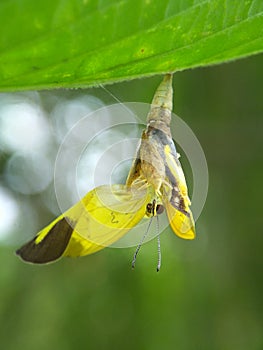 Butterfly Reborn beautiful