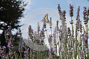 Butterfly rebounding among forest wildflowers