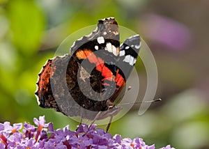 Butterfly - Red Admiral photo
