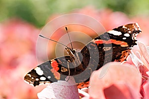 Butterfly Red admiral