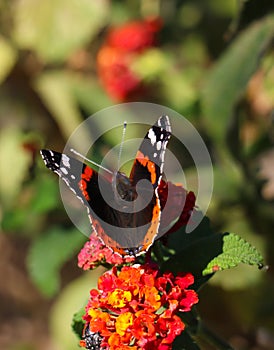 Butterfly red admiral with black wings and white spots pollinating red and yellow flower. Blur nature background, vertical