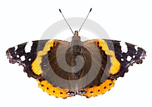 Butterfly, Red Admiral Butterfly isolated on white