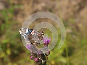 Butterfly red admiral on a purple flower