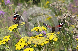 Butterfly red admiral with folded wings and peacock butterfly