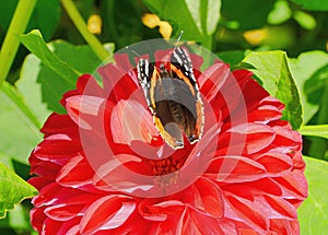 Butterfly red admiral liked the red dahlia.