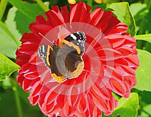 Butterfly red admiral liked the red dahlia.