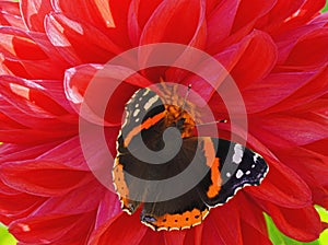 Butterfly red admiral liked the red dahlia.