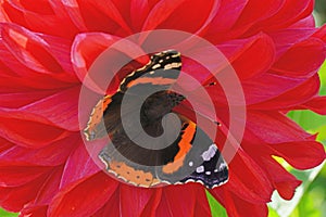Butterfly red admiral liked the red dahlia.