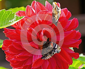 Butterfly red admiral liked the red dahlia. photo