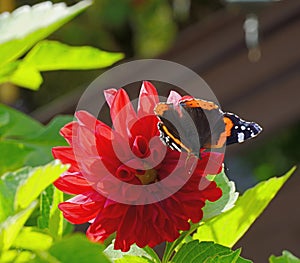 Butterfly red admiral liked the red dahlia. photo
