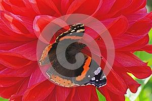 Butterfly red admiral liked the red dahlia. photo