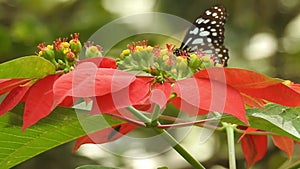 Butterfly, red admiral, lilac, summer, garden