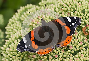 Butterfly red admiral on sedum