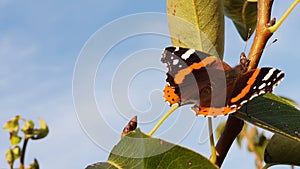 Butterfly Red Admiral standing on a Pear Branch on a Sunny Autumn Day