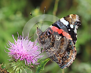 Butterfly - Red Admiral (Vanessa atalanta)