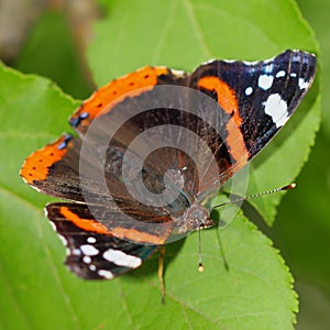 butterfly - Red Admiral (Vanessa atalanta)