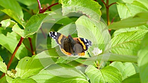 Butterfly Red Admiral