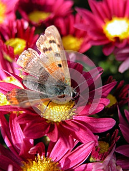 Butterfly on red flower