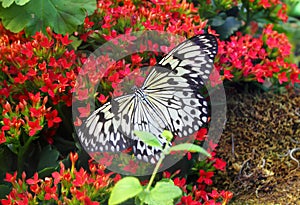 Butterfly on red flower