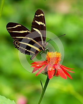 Butterfly on red flower