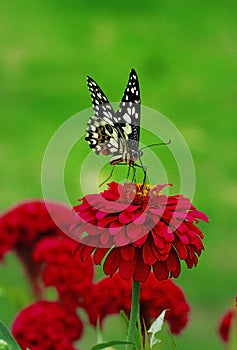 Butterfly & Red Flower