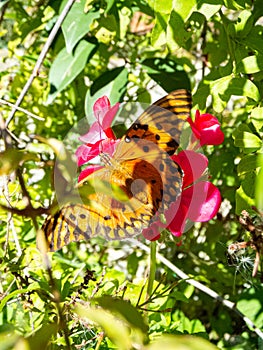 A butterfly on a red flower