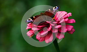 Butterfly on a flower