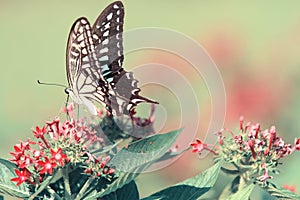 Butterfly on red flower on green background