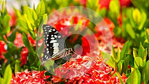 Butterfly with red flower spike Gord.