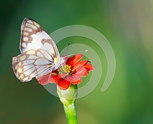 Butterfly on red flower