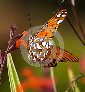 Butterfly on a red flower