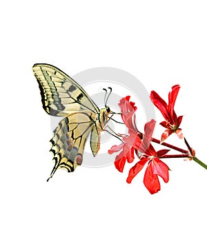 Motýľ na kvetina na biely 