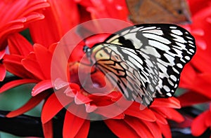 Butterfly on Red Flowers