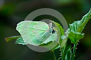 Butterfly, red, flowers, spring, wings. insects, flying insects