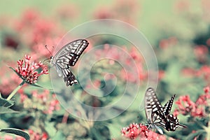 Butterfly on red flower