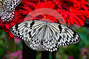 Giant butterfly on red Gerbera, Singapore Changi Airport, butterfly garden photo