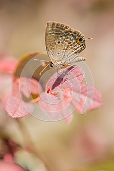 Butterfly on the red leaf