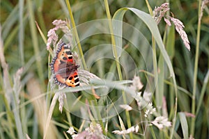 Butterfly , Red-Orange, amidst the Grass