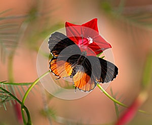 Butterfly Red Pierrot or Talicada nyseus on red cardinal creeper flower