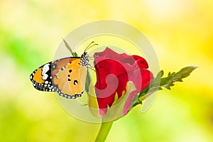 A butterfly on a red rose