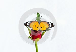 A butterfly on a red rose