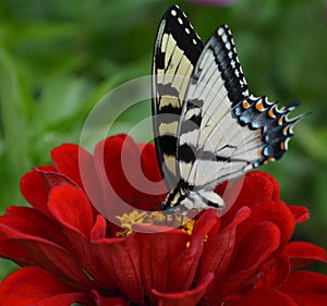 Butterfly on a red zinnia