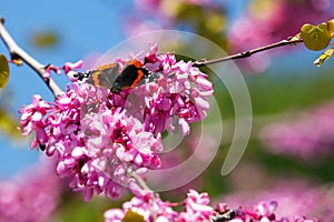 Butterfly on redbud tree