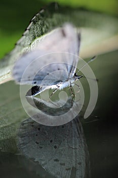 Butterfly on reflecting surface